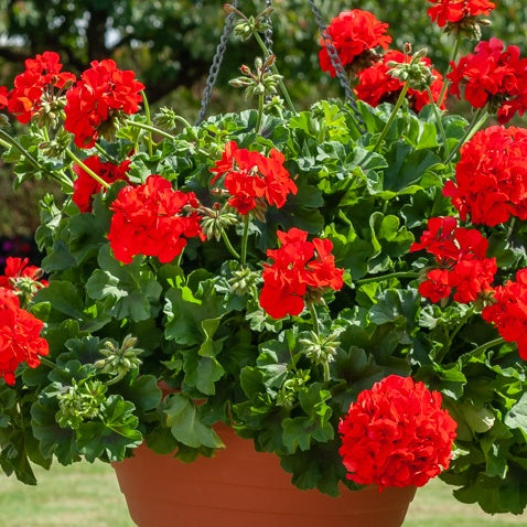 Bakker Géranium lierre double rouge pot 10,5cm