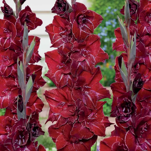 Bakker 25 Glaïeuls Merlot Ice Gladiolus rouges sachet bulbes