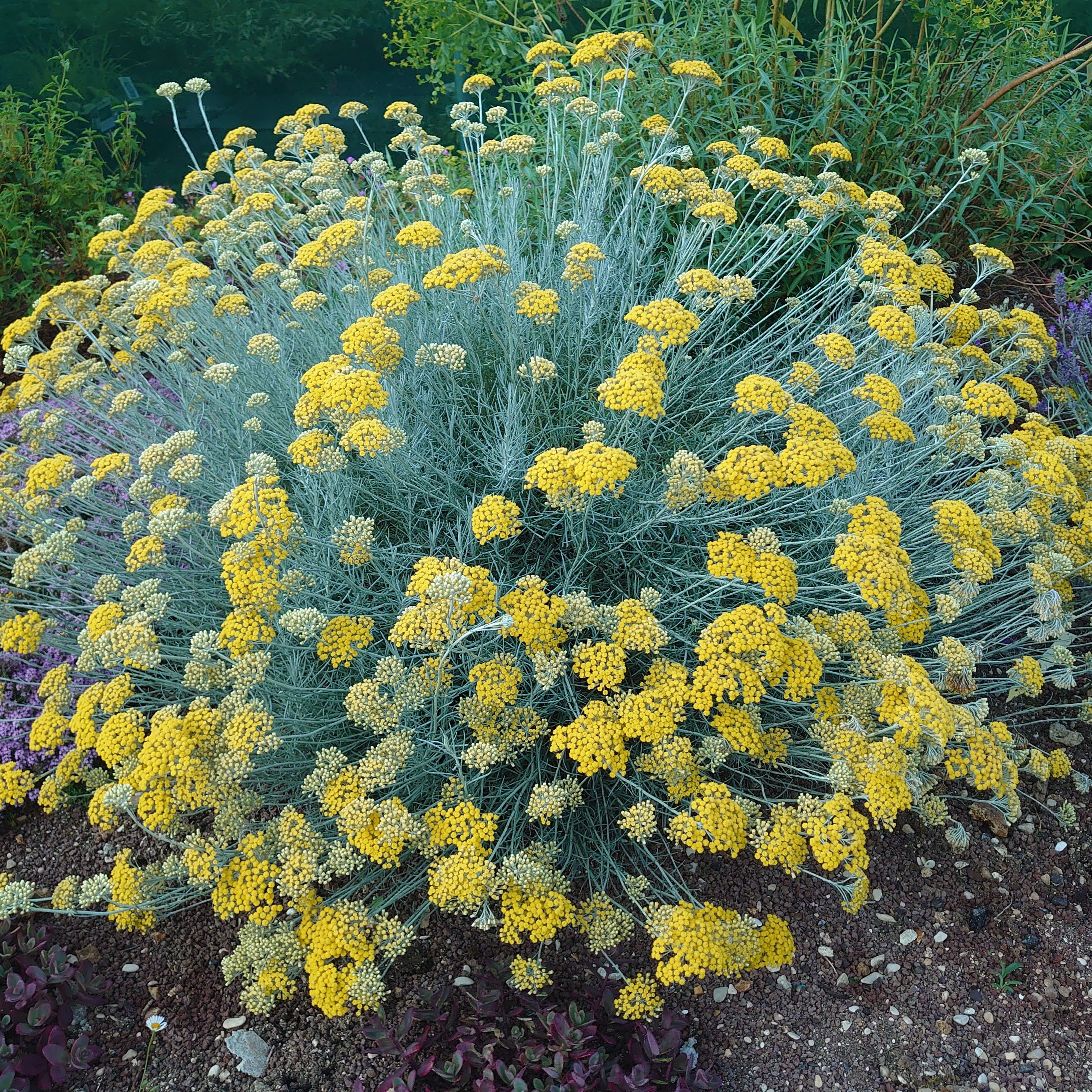 Passion Vivaces Helichrysum italicum plante godet curry argenté