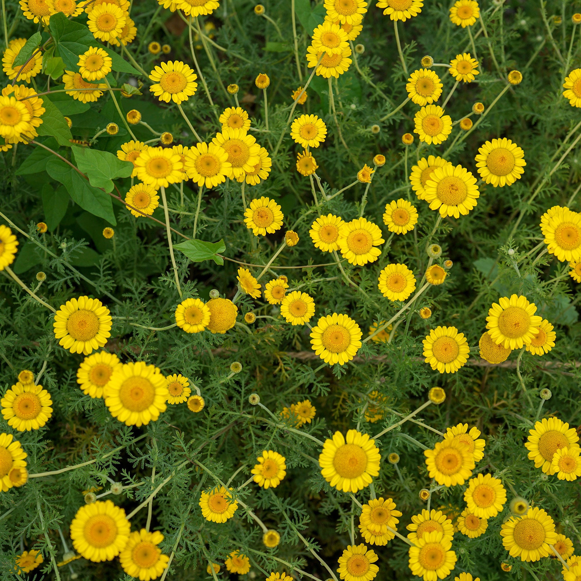 Bakker Anthemis tinctoria Kelwayi plante vivace jaune pot 8 cm