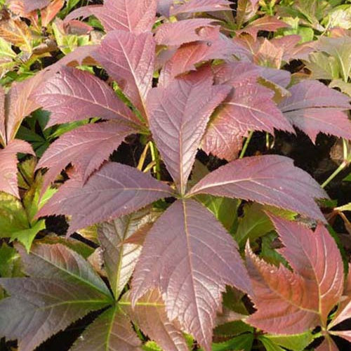 Bakker Rodgersia Braunlaub plante vivace pot 9cm fleur rouge