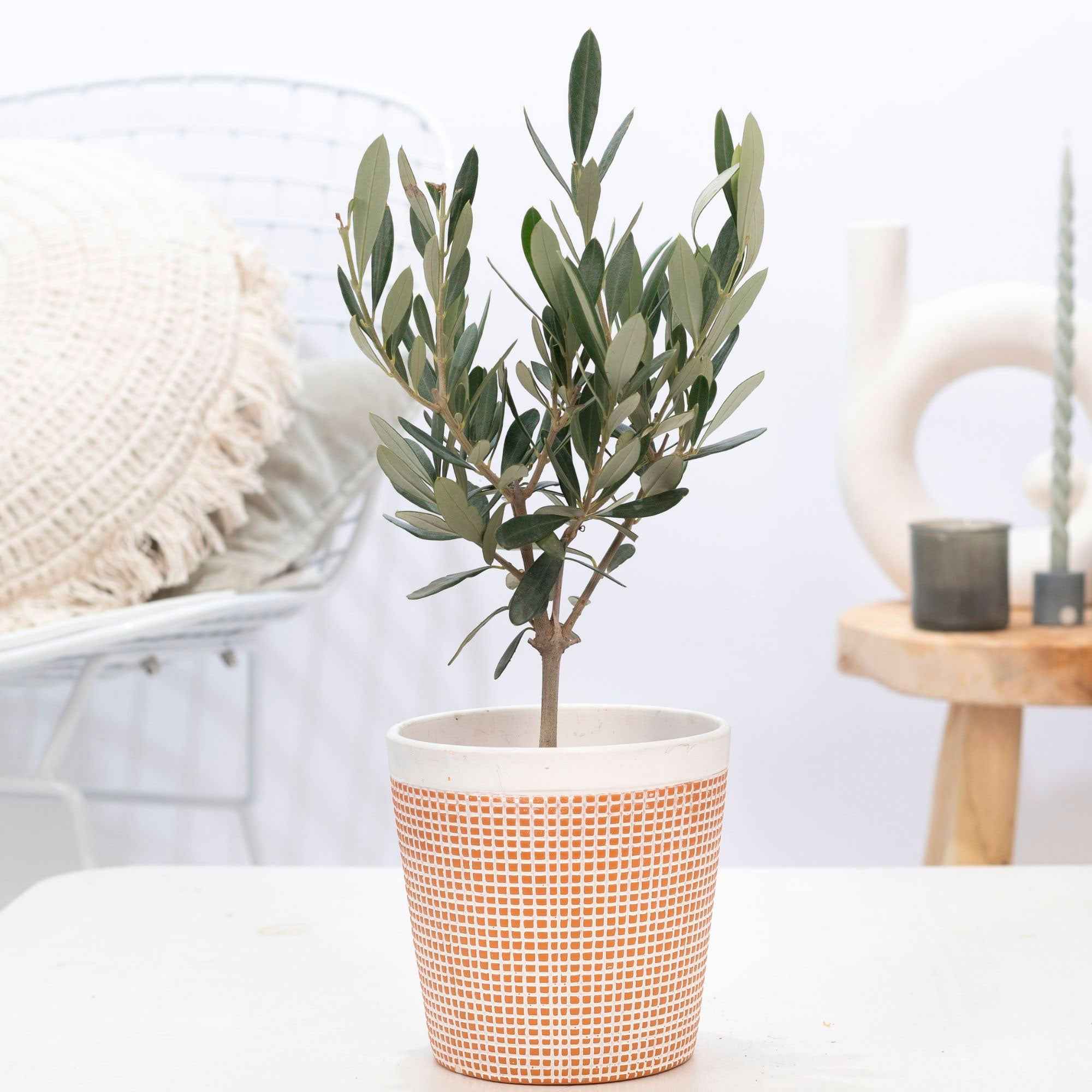 Bakker Olivier Olea europaea pot Ø 9 cm 15-20 cm