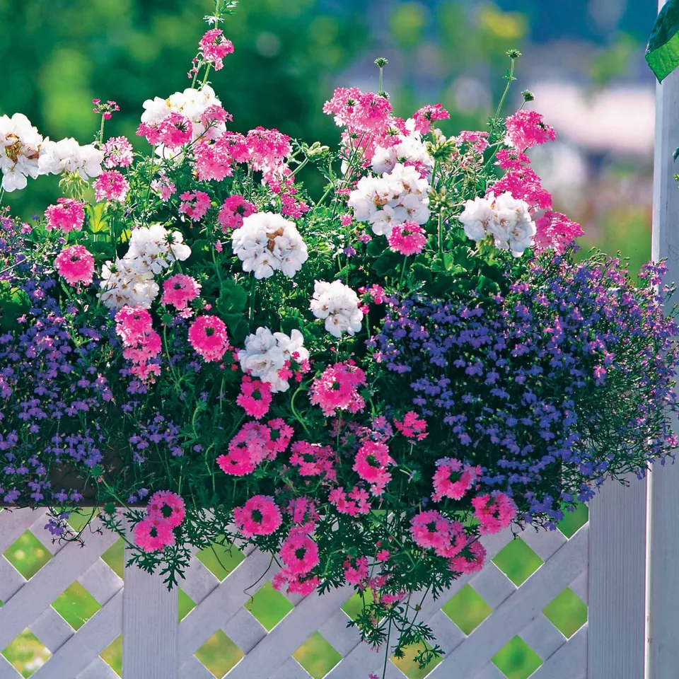 Bakker 3 Vivaces pastel Verbena Pelargonium Lobelia 3 pots