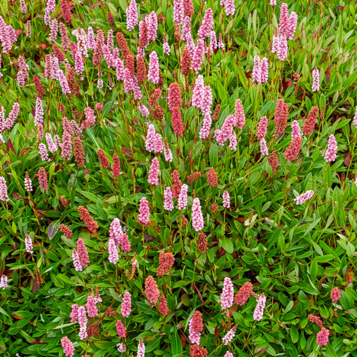 Bakker Persicaria Darjeeling Red vivace pot Ø 9cm