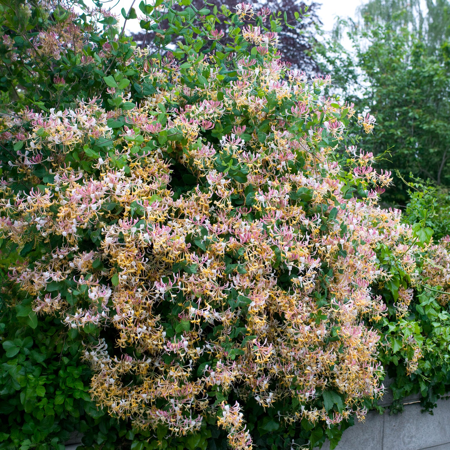 Bakker Chèvrefeuille Serotina plante grimpante 2L 40-50cm