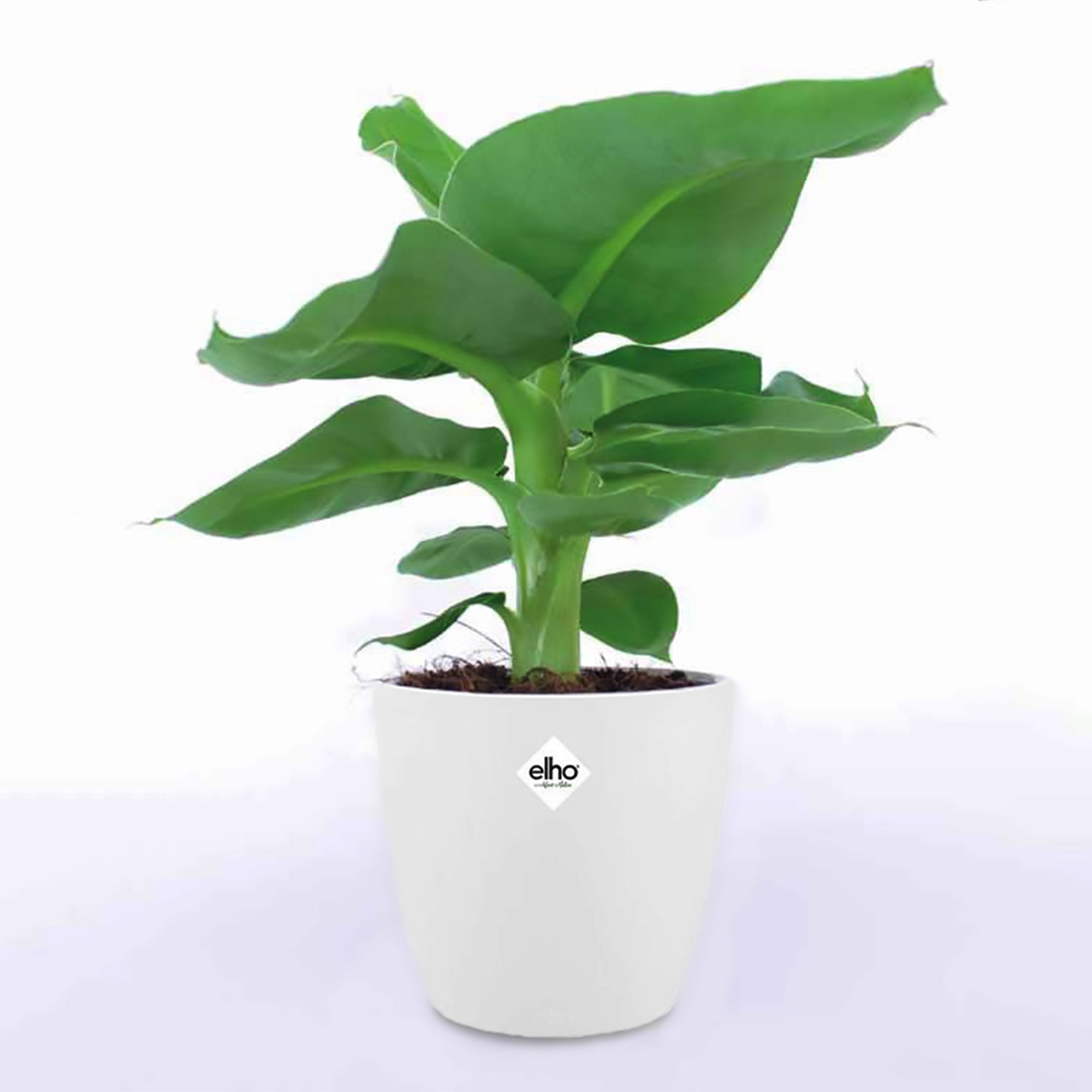Bakker Bananier nain plante d'intérieur cache-pot blanc 14 cm