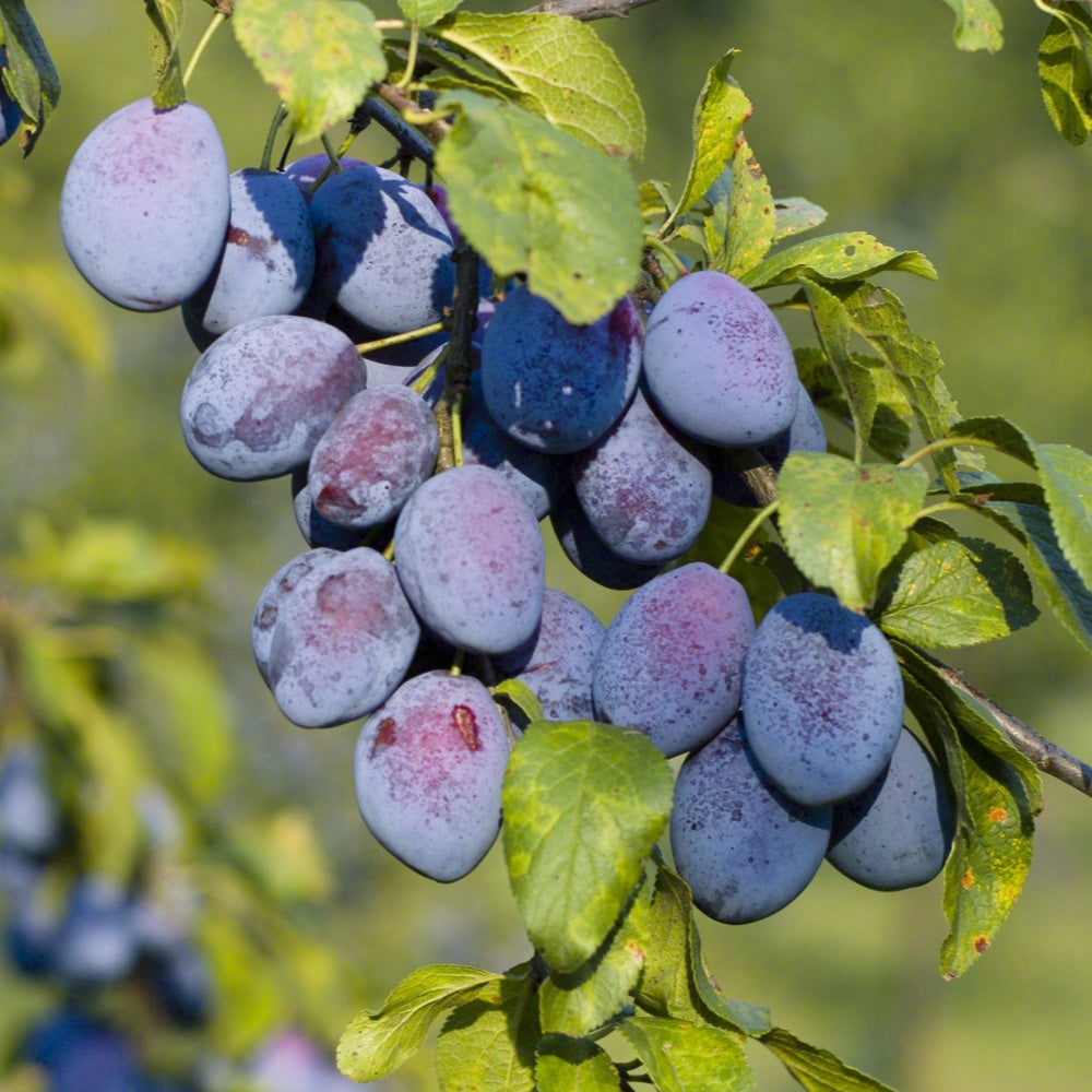 Bakker Prunier Agen Prunus domestica fruitier pot 3L 80-100cm