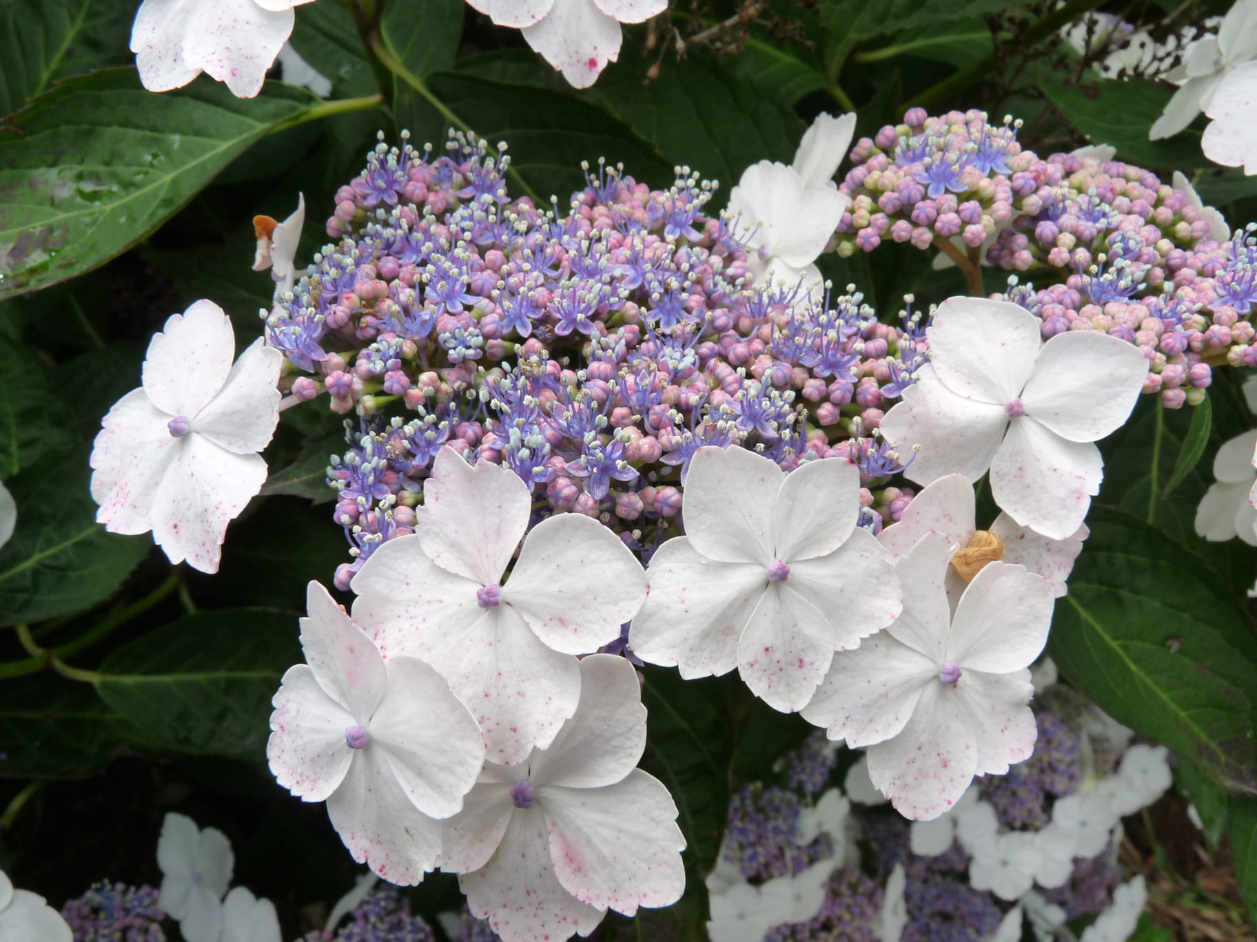 Tokyo Delight Hydrangea serrata hortensia de jardin