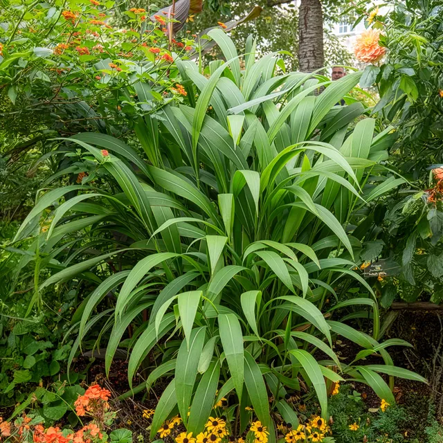 Bakker Plantes d'extérieur Herbe Palmier graminée pot 9cm