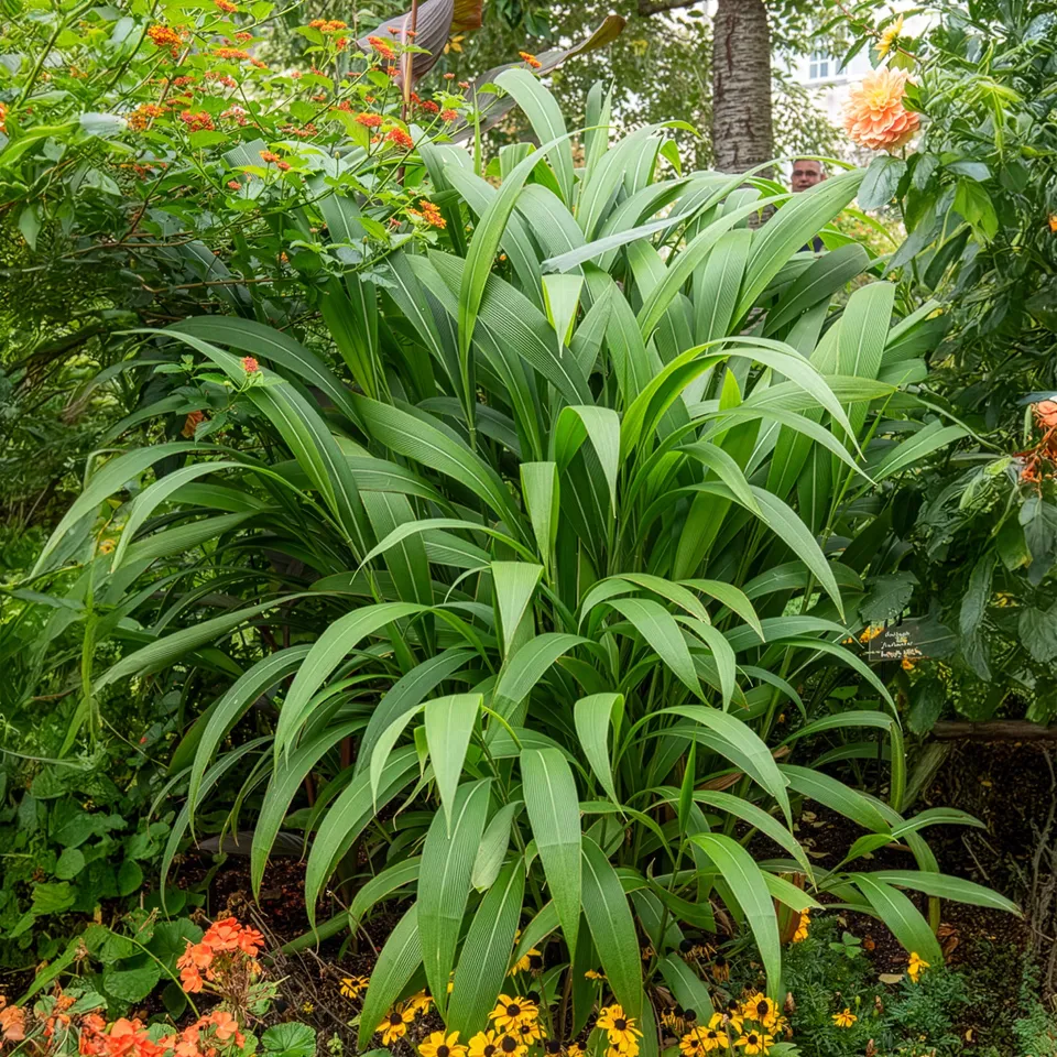 Bakker Plantes d'extérieur Herbe Palmier graminée pot 9cm
