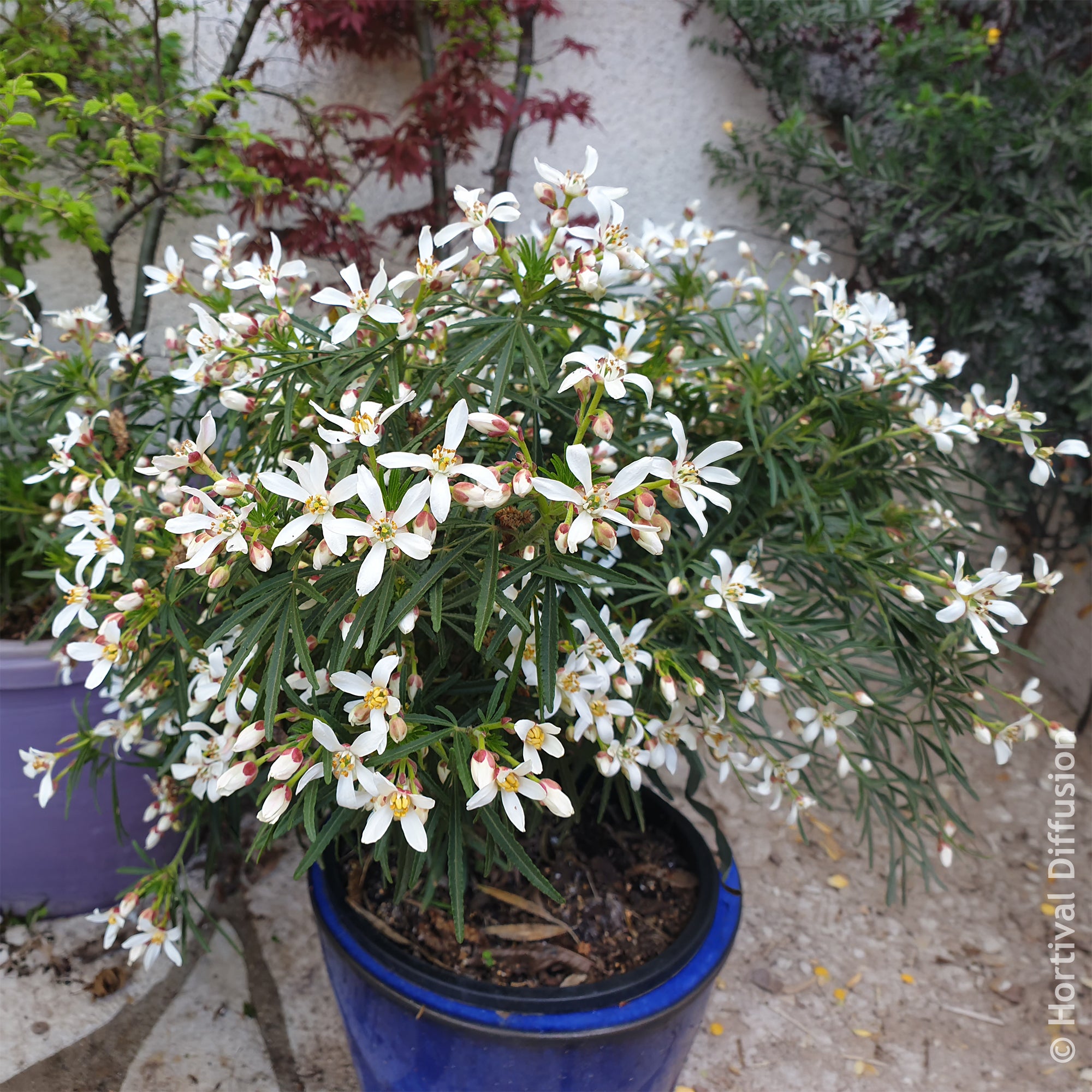 Bakker Oranger du Mexique Little Bee pot 9cm fleurs blanches