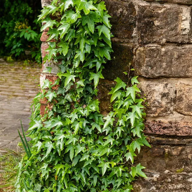 Bakker Lierre Sagittifolia grimpante godet Ø9cm ombre