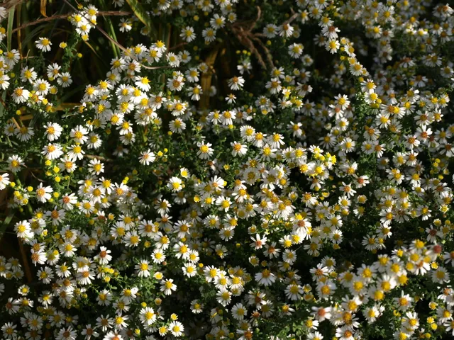 Passion Vivaces Aster White Heather plante vivace godet blanc