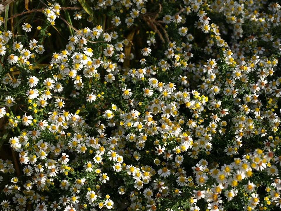 Passion Vivaces Aster White Heather plante vivace godet blanc