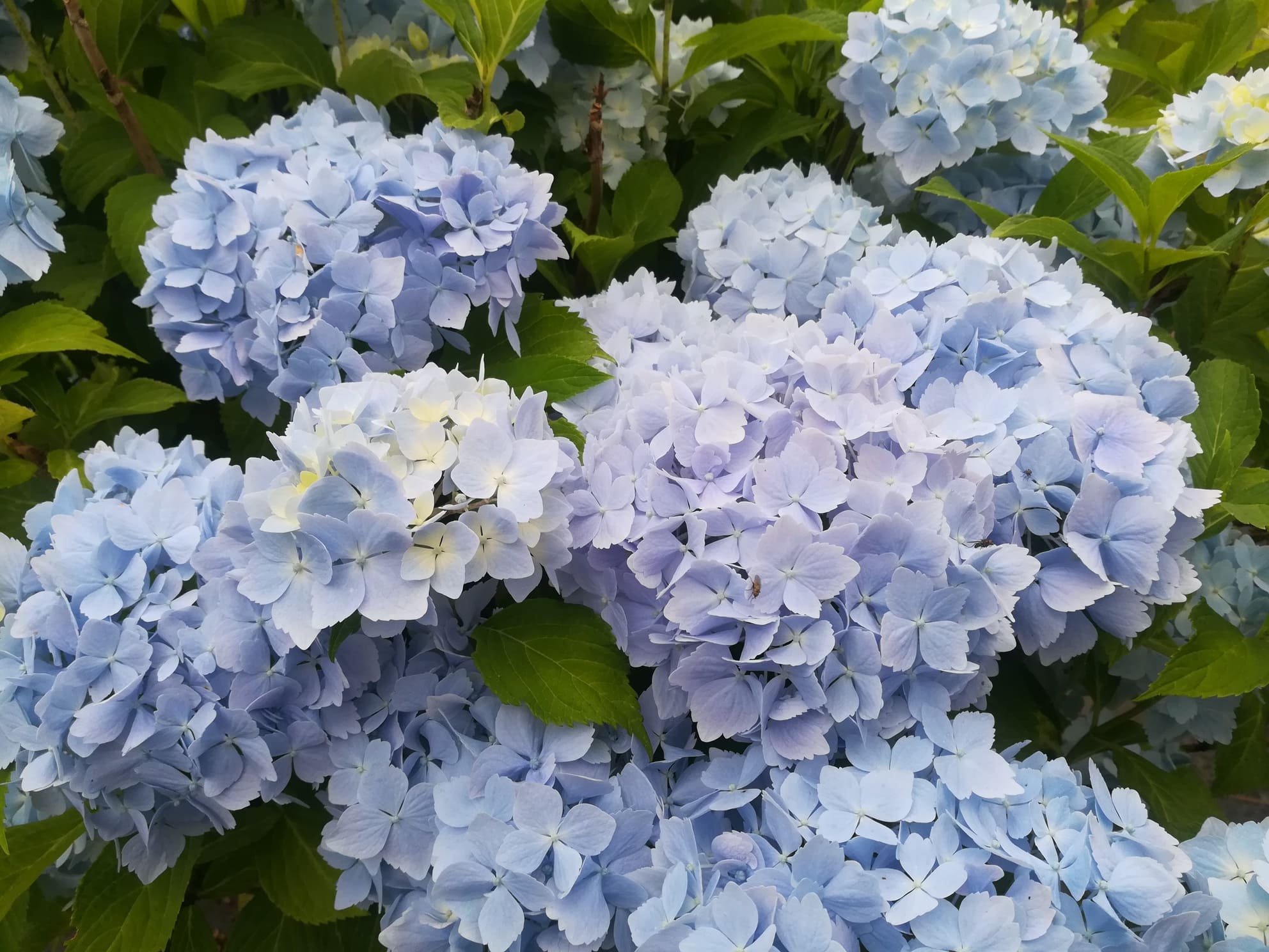 Frillibet Hydrangea macrophylla hortensia fleurs rondes