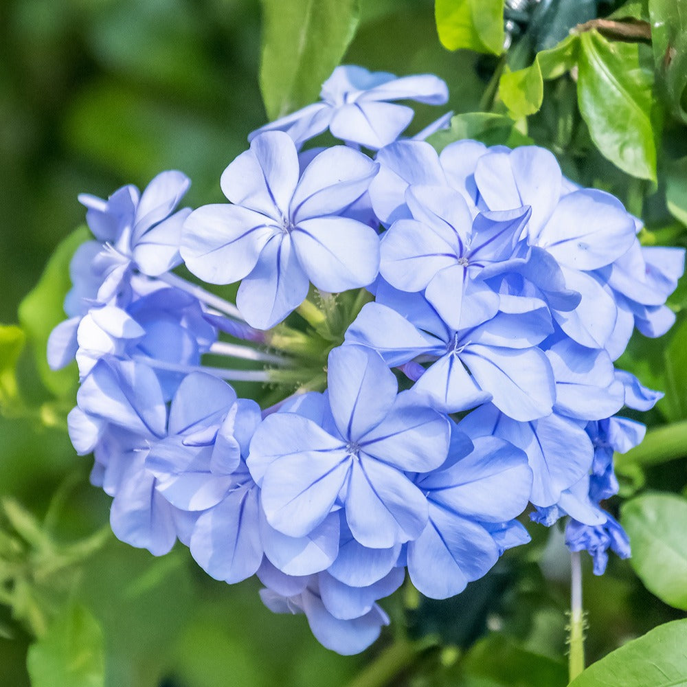 Bakker Plumbago auriculata dentelaire pot 9cm bleu ciel