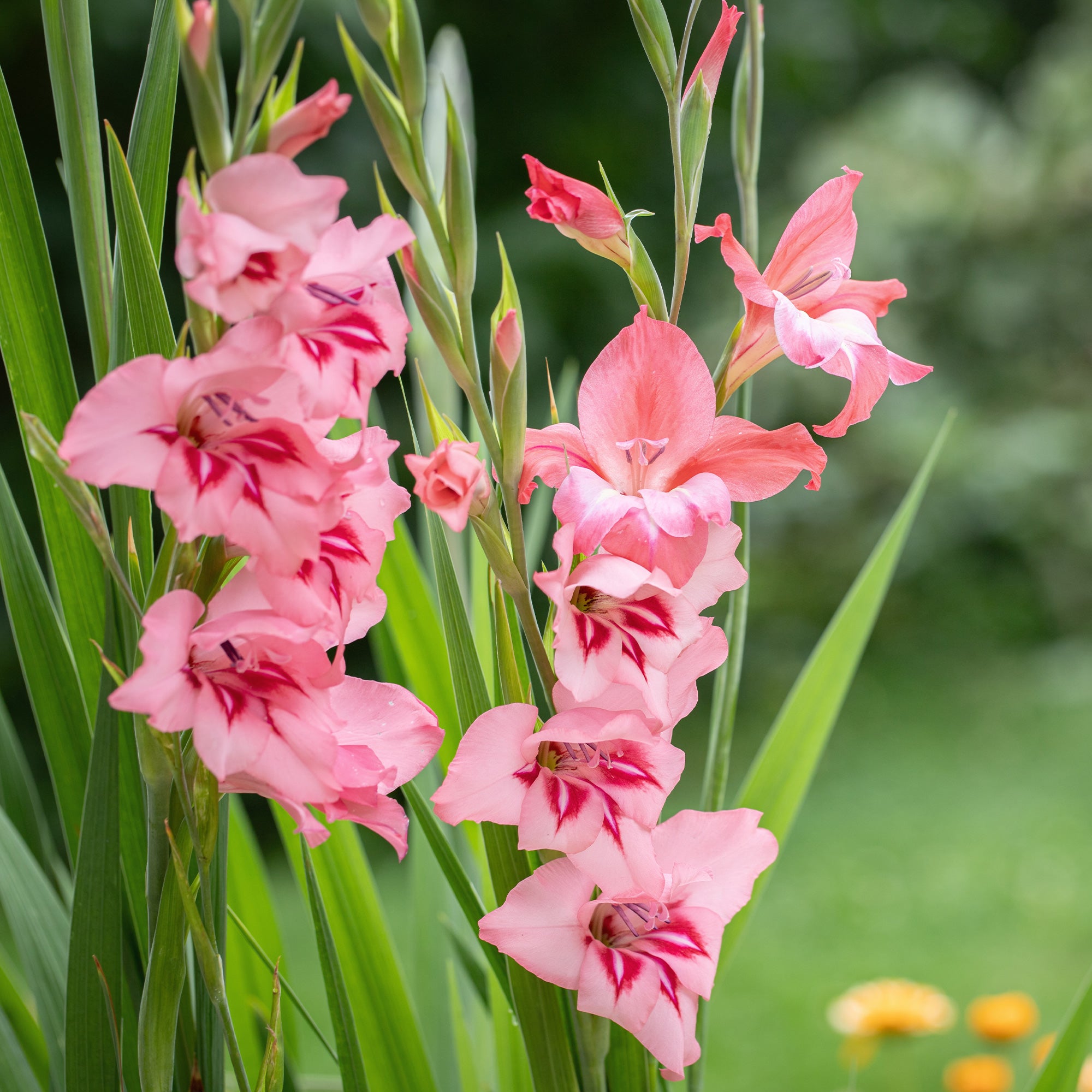 Bakker 25 Glaïeuls nains roses bulbes 7-9cm