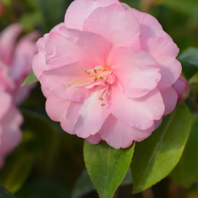 Bakker Camellia Spring Festival rose arbuste pot 1,5L rose