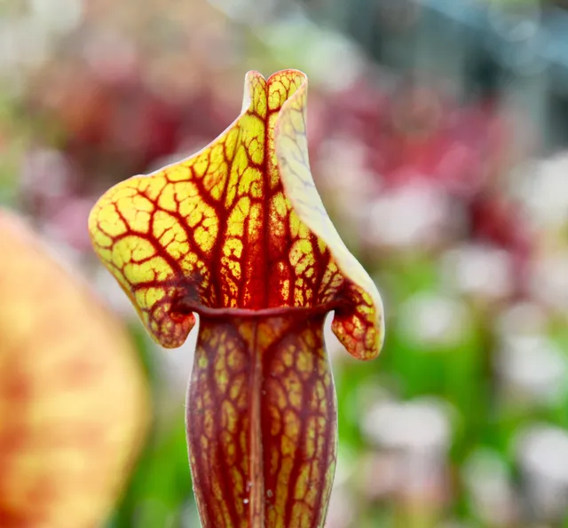 Carniflore Sarracenia purpurea x oreophila plante carnivore 1 point