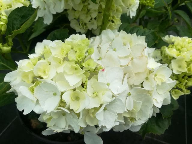 Les Hortensias du Haut Bois Schwan hortensia blanc fleurs rondes