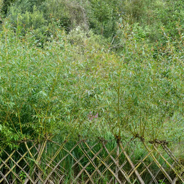 Bakker Saule Osier Brun Salix triandra pot 2L 60-80cm