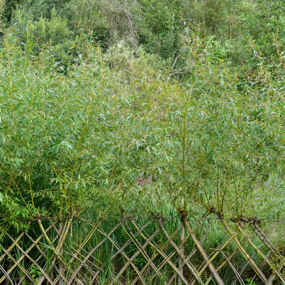 Bakker Saule Osier Brun Salix triandra pot 2L 60-80cm