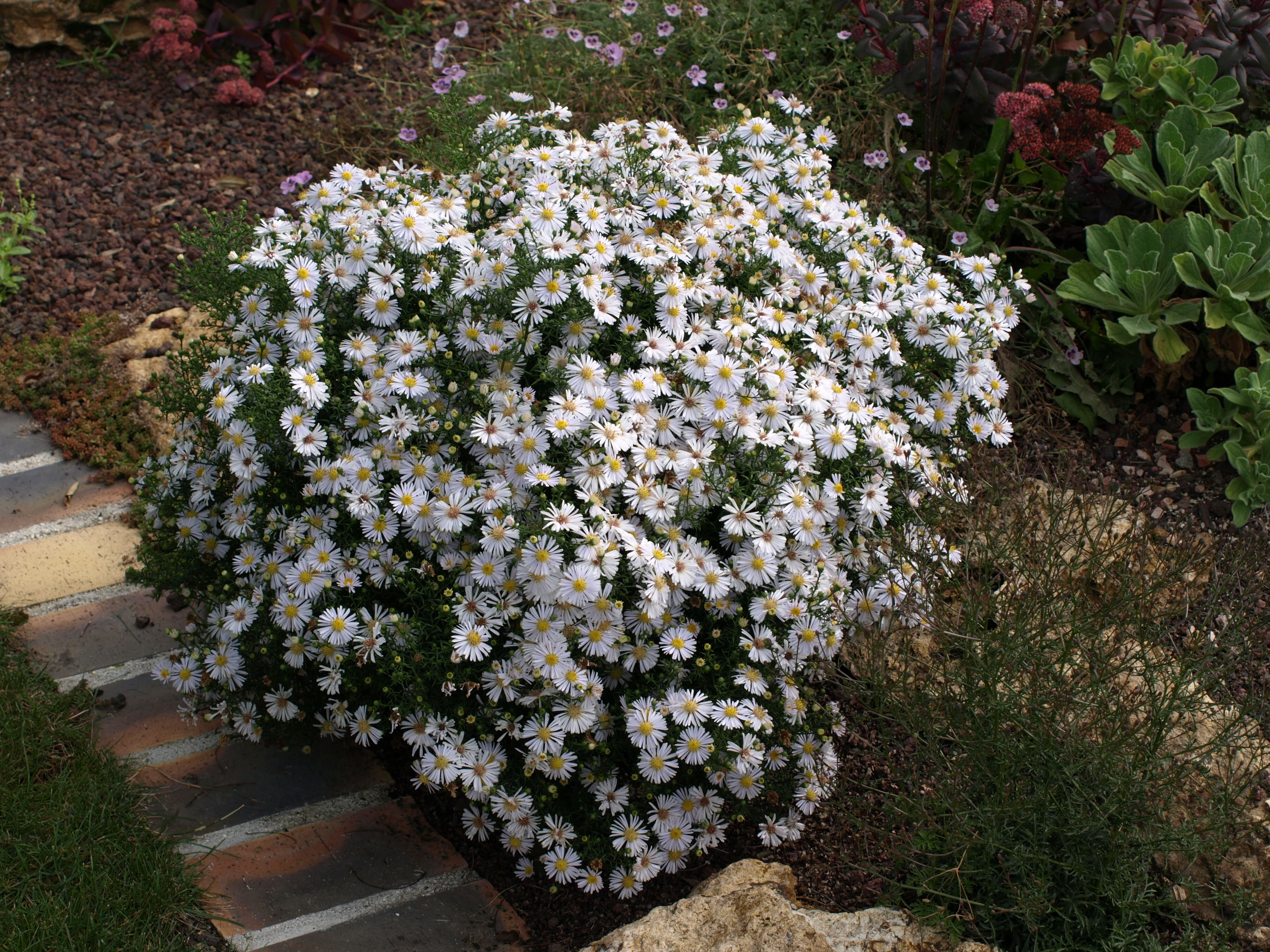 Passion Vivaces Aster Apollo vivace godet blanc 30mm