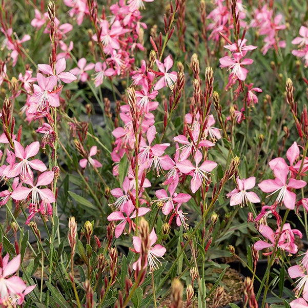 Bakker Gauras Blanc et Rose vivace 2 pots Ø9cm longue floraison