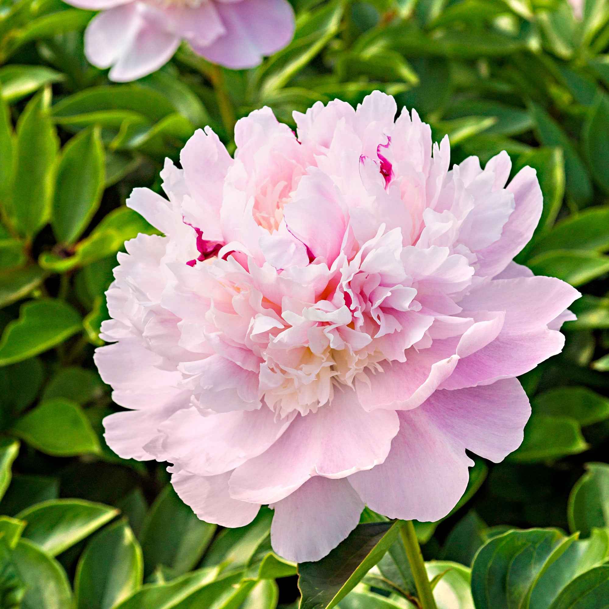 Bakker Pivoine Eden's Perfume plante vivace racine nue rose