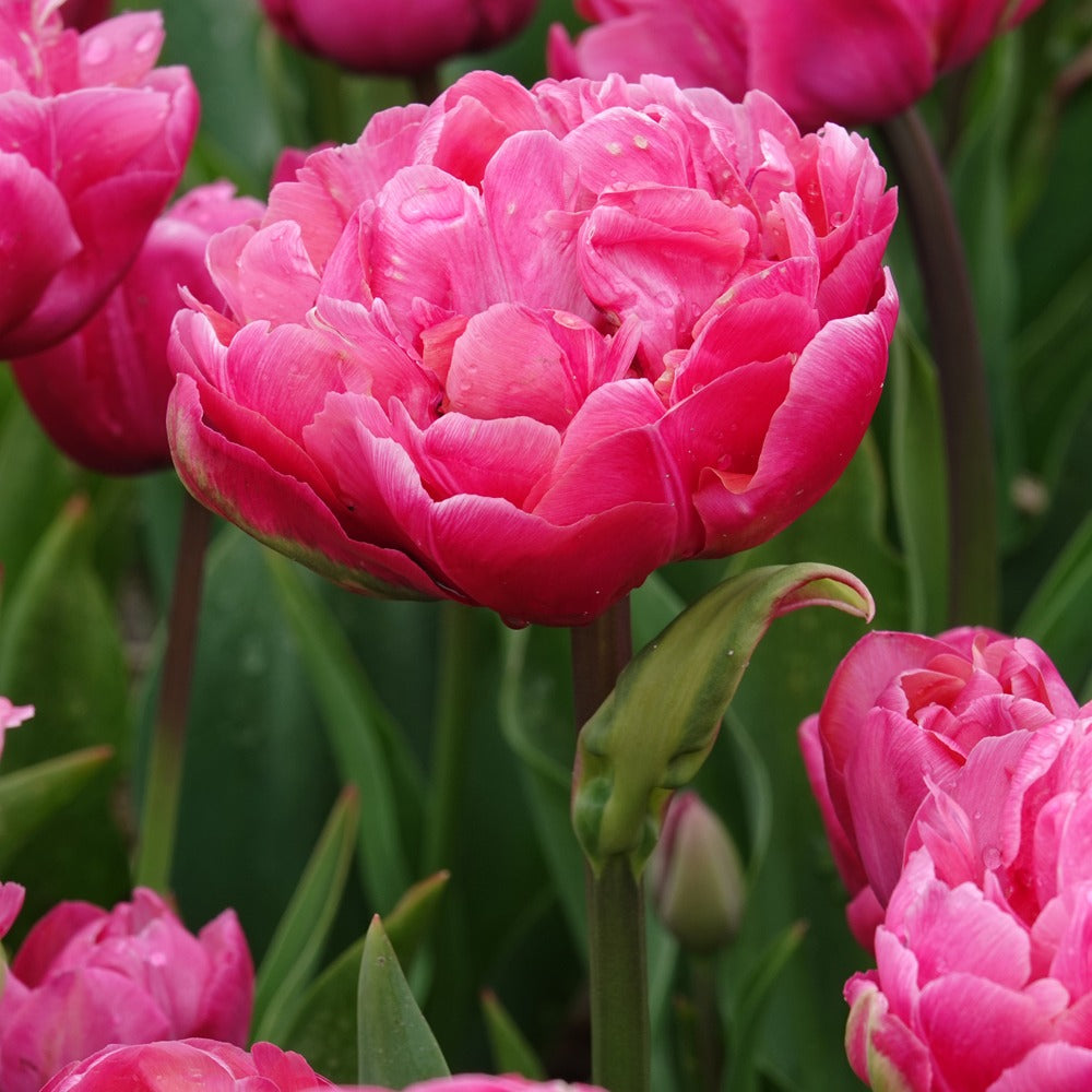 Bakker Tulipe Amazing Grace double fuchsia 7 bulbes
