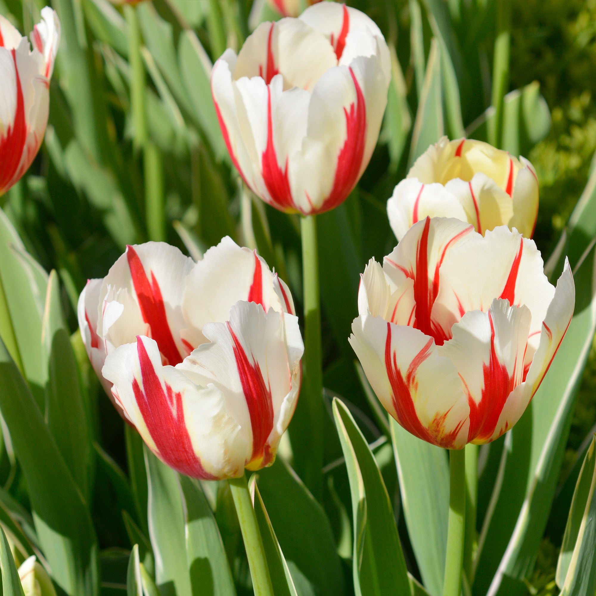 Bakker Tulipes Love Circle bulbes sachet 8 bicolore rouge blanc