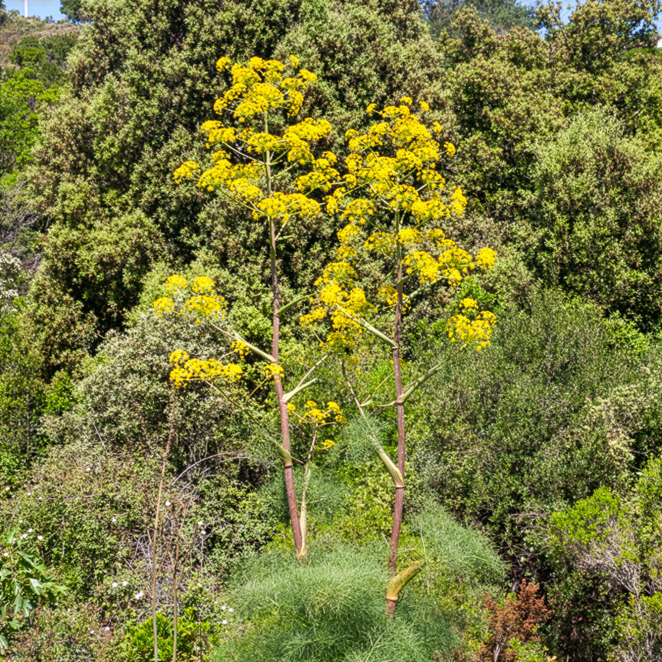 Bakker Férule commune plante d'extérieur pot 8cm jaune