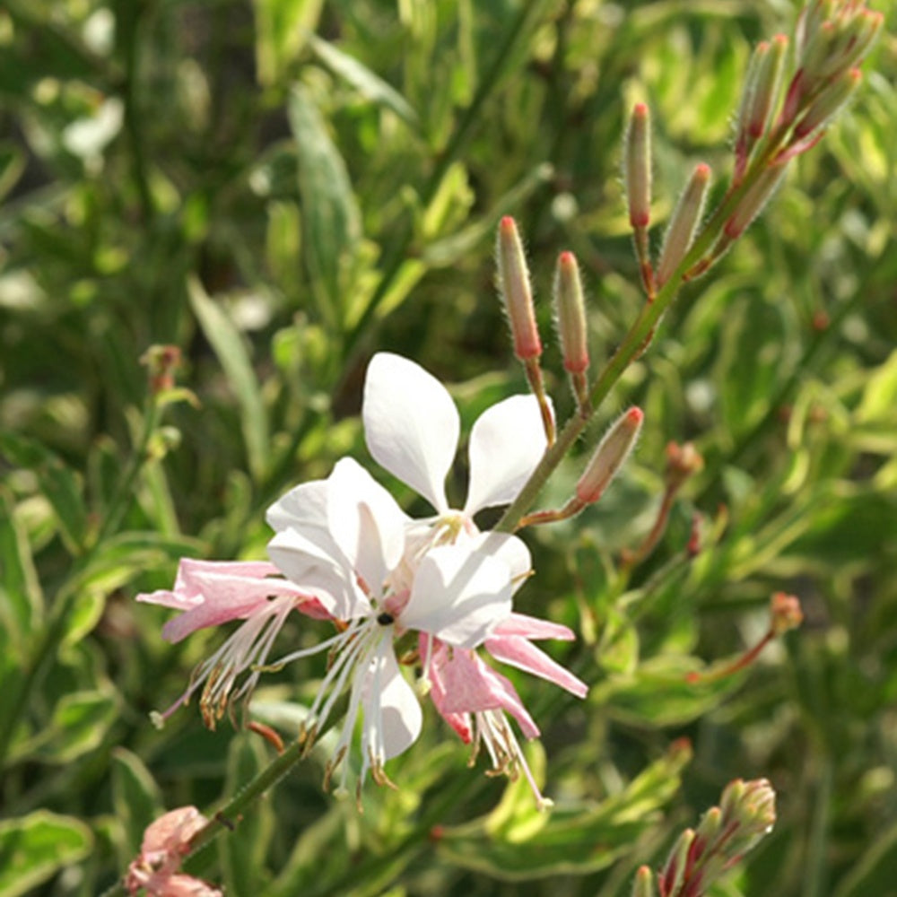 Bakker Gaura Corrie's Gold plante vivace pot 9cm fleurs blanches