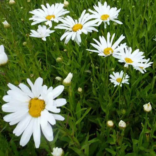 Bakker Vivaces Marguerite Polaris fleur blanche pot 9 cm