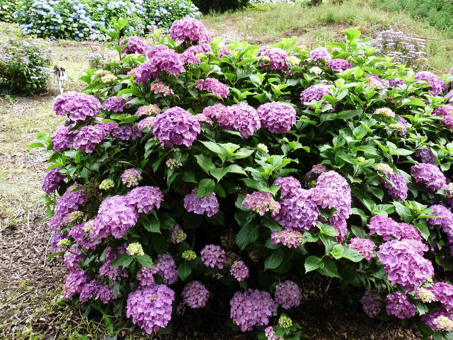 Les Hortensias du Haut Bois Armand Draps hortensia fleurs rondes godet
