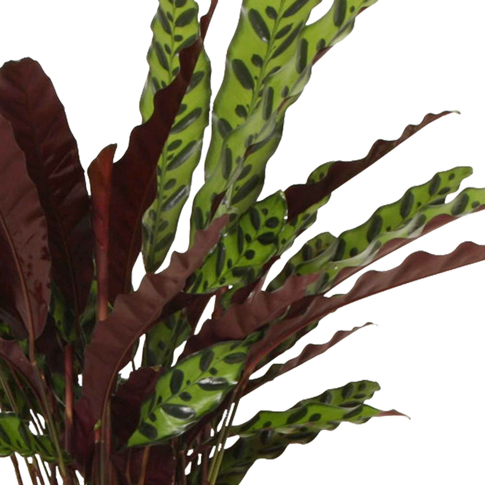 Bakker Calathea lancifolia Insigne vert pot Ø14 cm 45-55 cm
