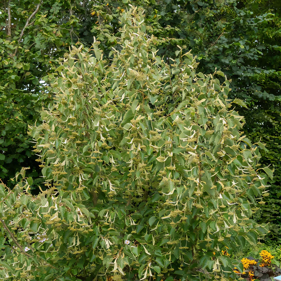 Bakker Tilleul de Henry arbre pot 2L floraison crème
