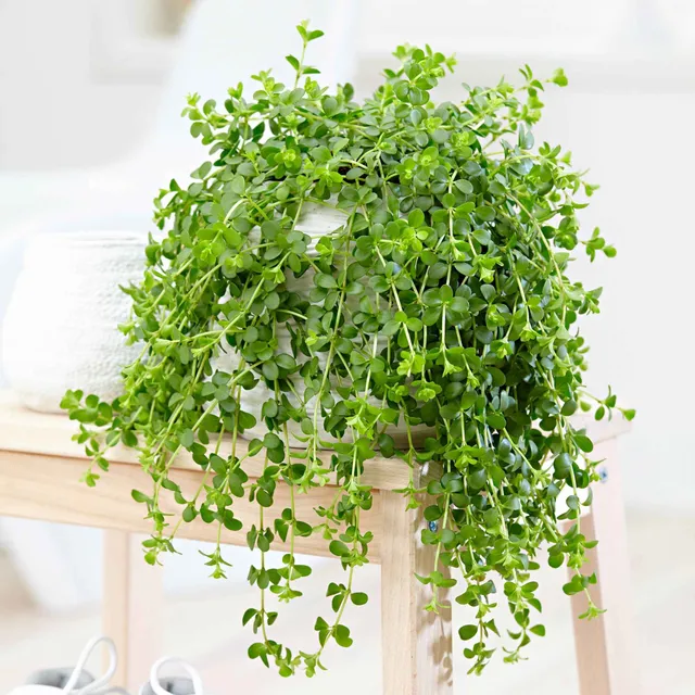 Bakker Peperomia Isabelle suspendue pot Ø14cm retombante
