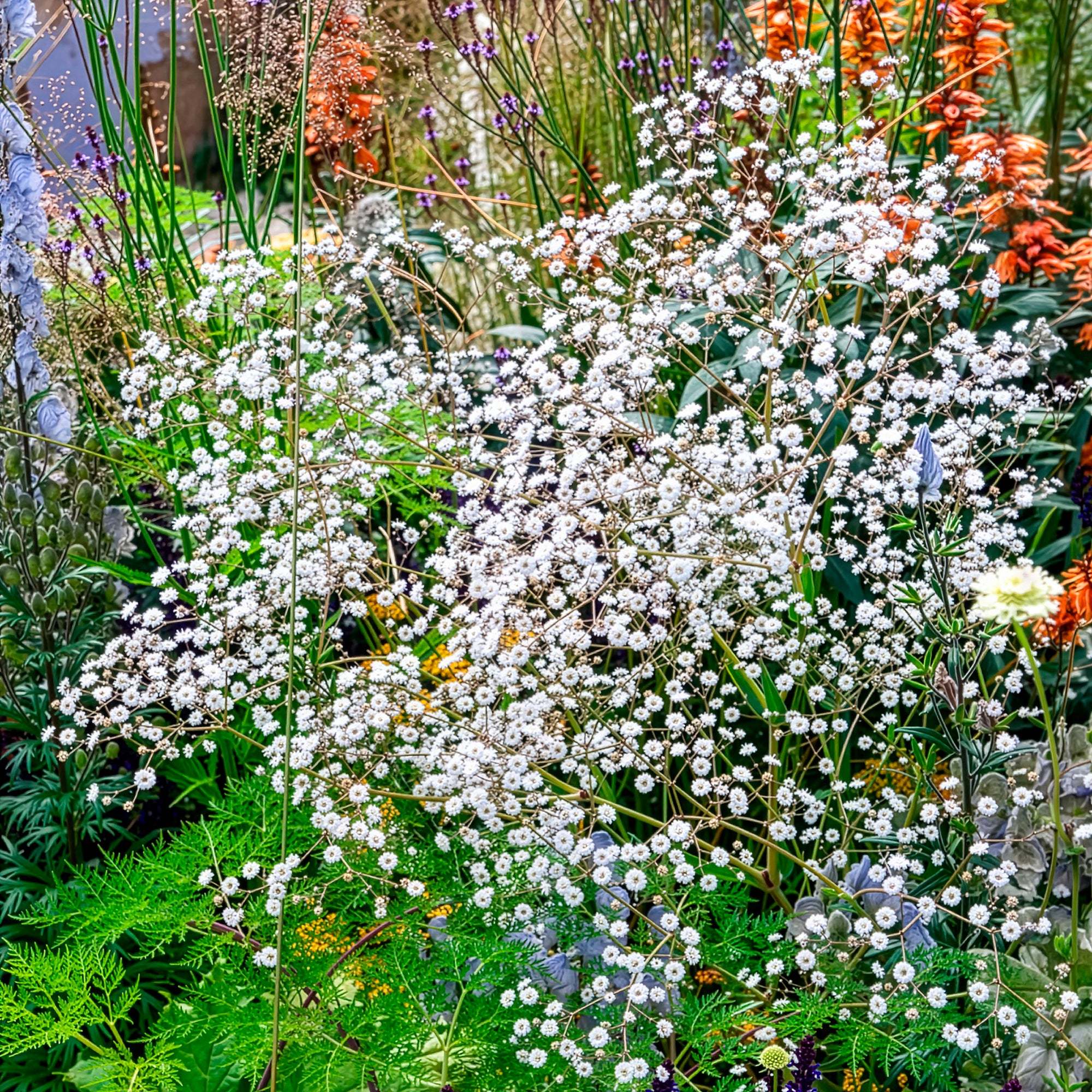 Bakker Gypsophile Bristol Fairy vivace pot 8cm fleurs doubles