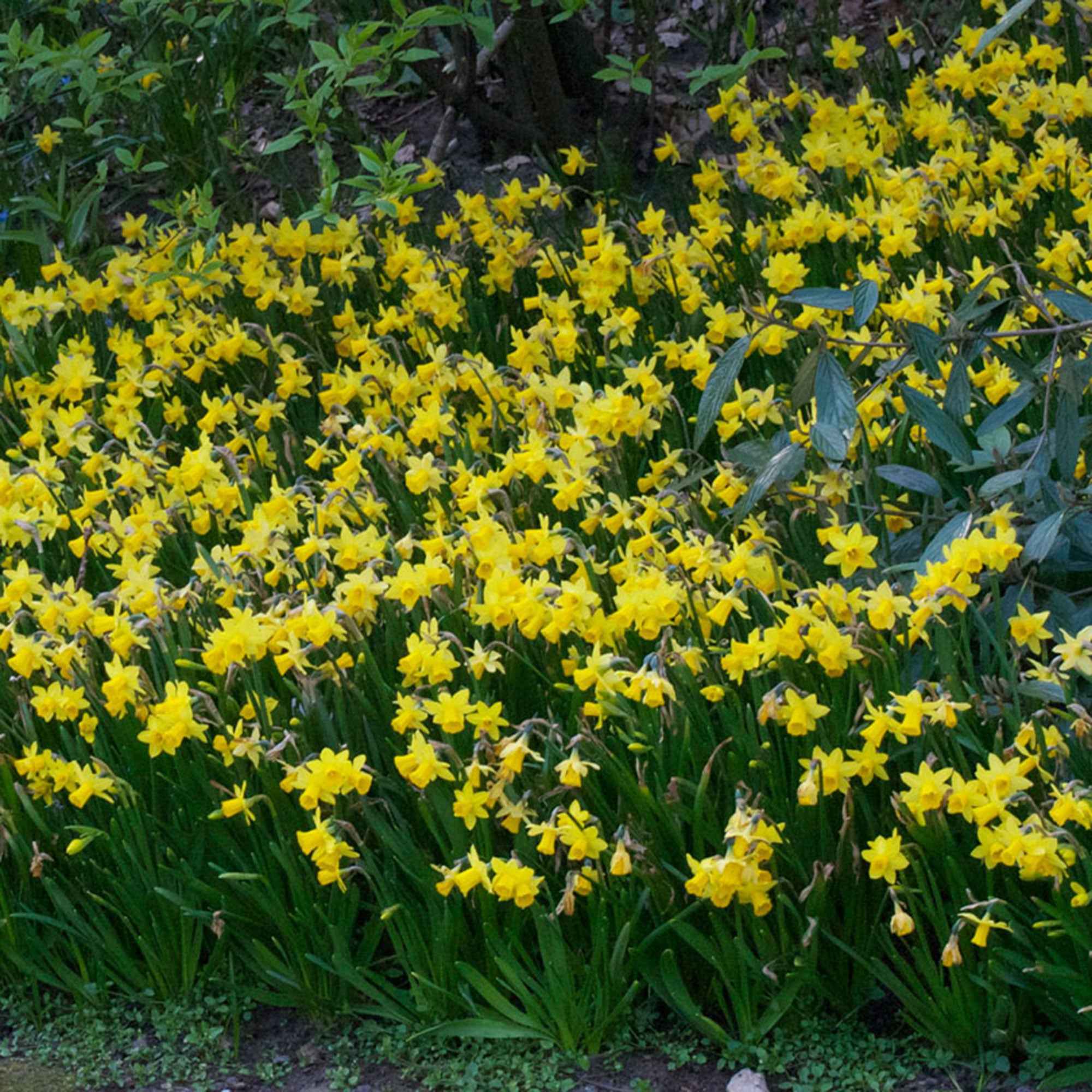 Bakker Tête à Tête mini-narcisse jaune sachet 10 bulbes