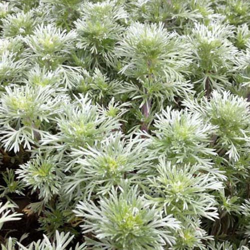Bakker Nana armoise vivace pot 9cm feuillage argenté