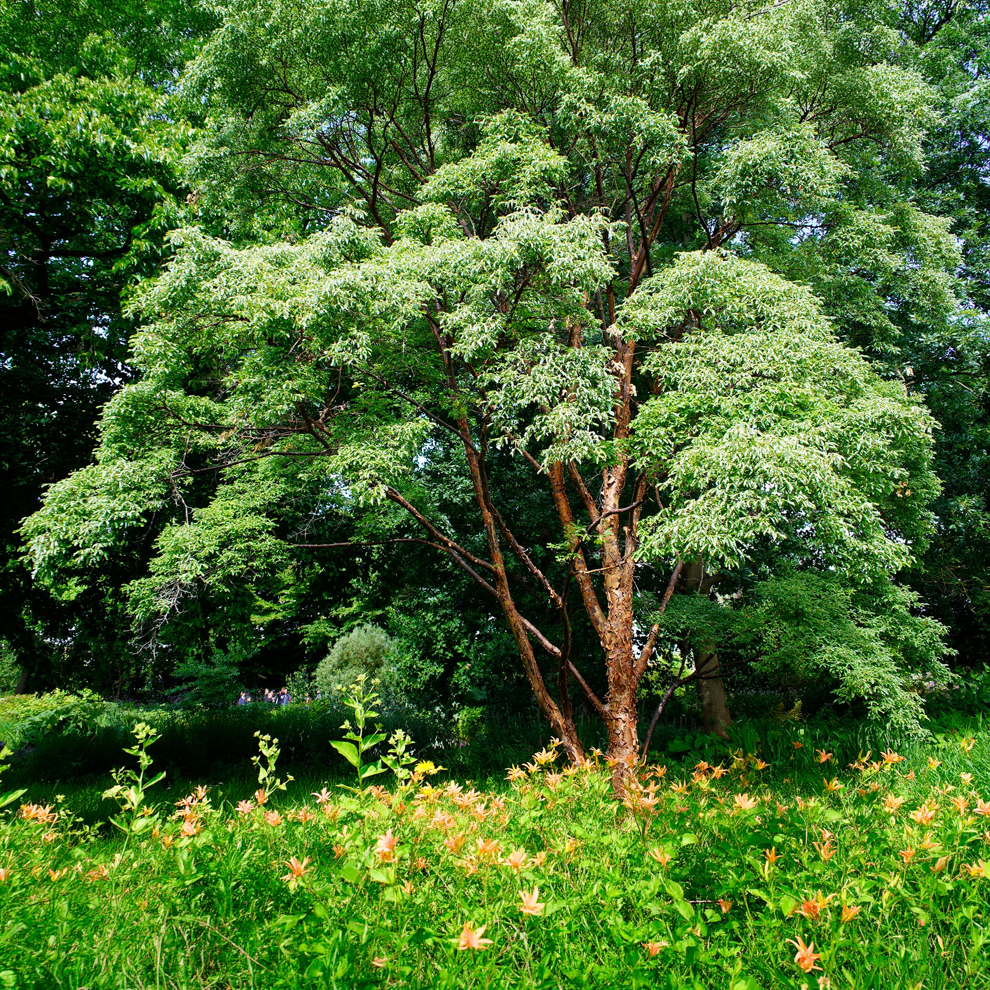 Bakker Érable écorce de papier Acer griseum pot Ø9cm