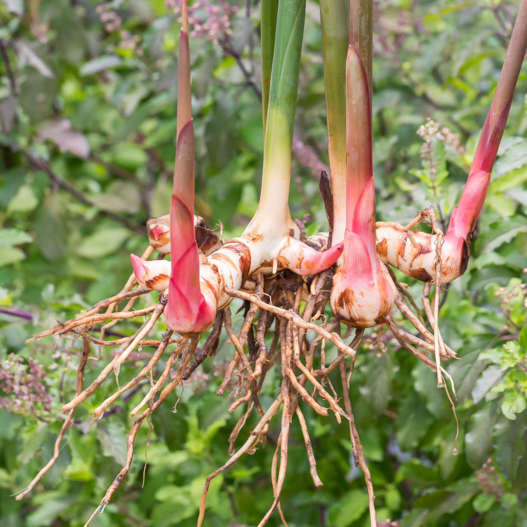 Bakker Grand galanga Alpinia pot Ø11cm 10-15cm aromatique