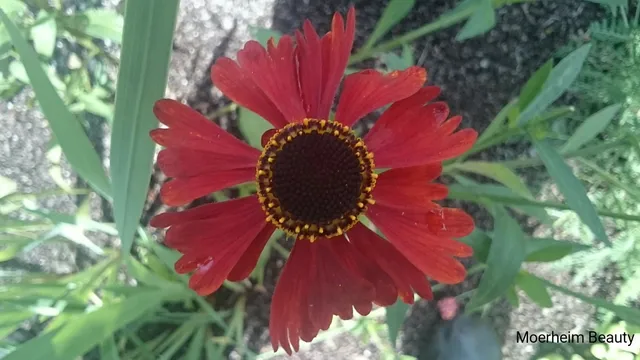 Passion Vivaces Helenium Moerheim Beauty plante godet fleur rouge