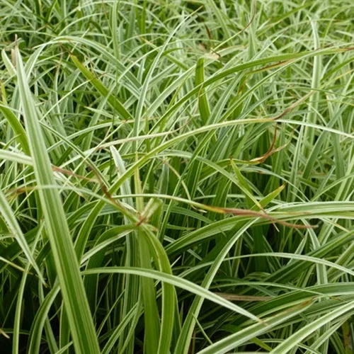 Bakker Laîche Silver Sceptre Carex pot 9cm panaché