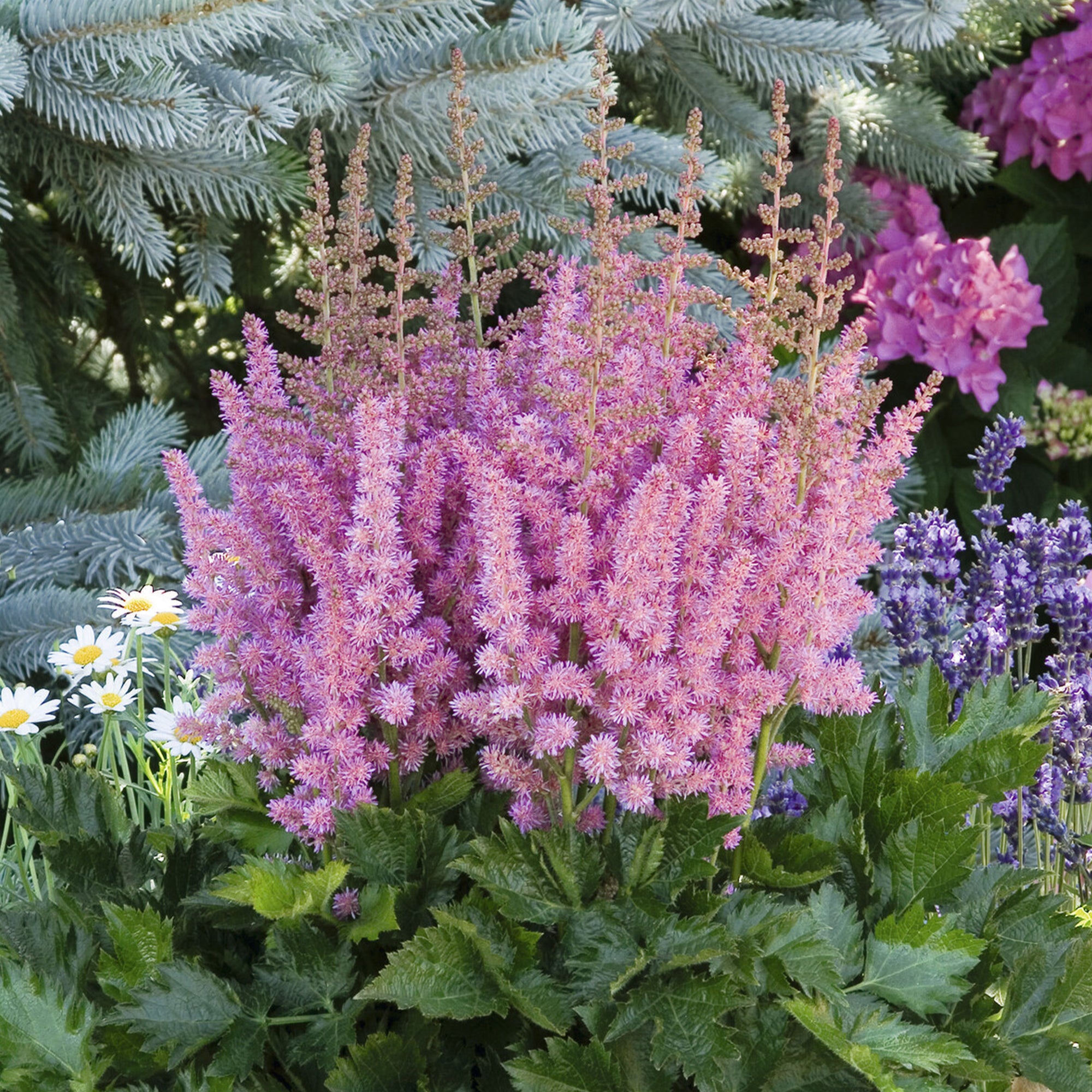 Bakker Astilbe Vision in Pink vivace godet 9cm rose