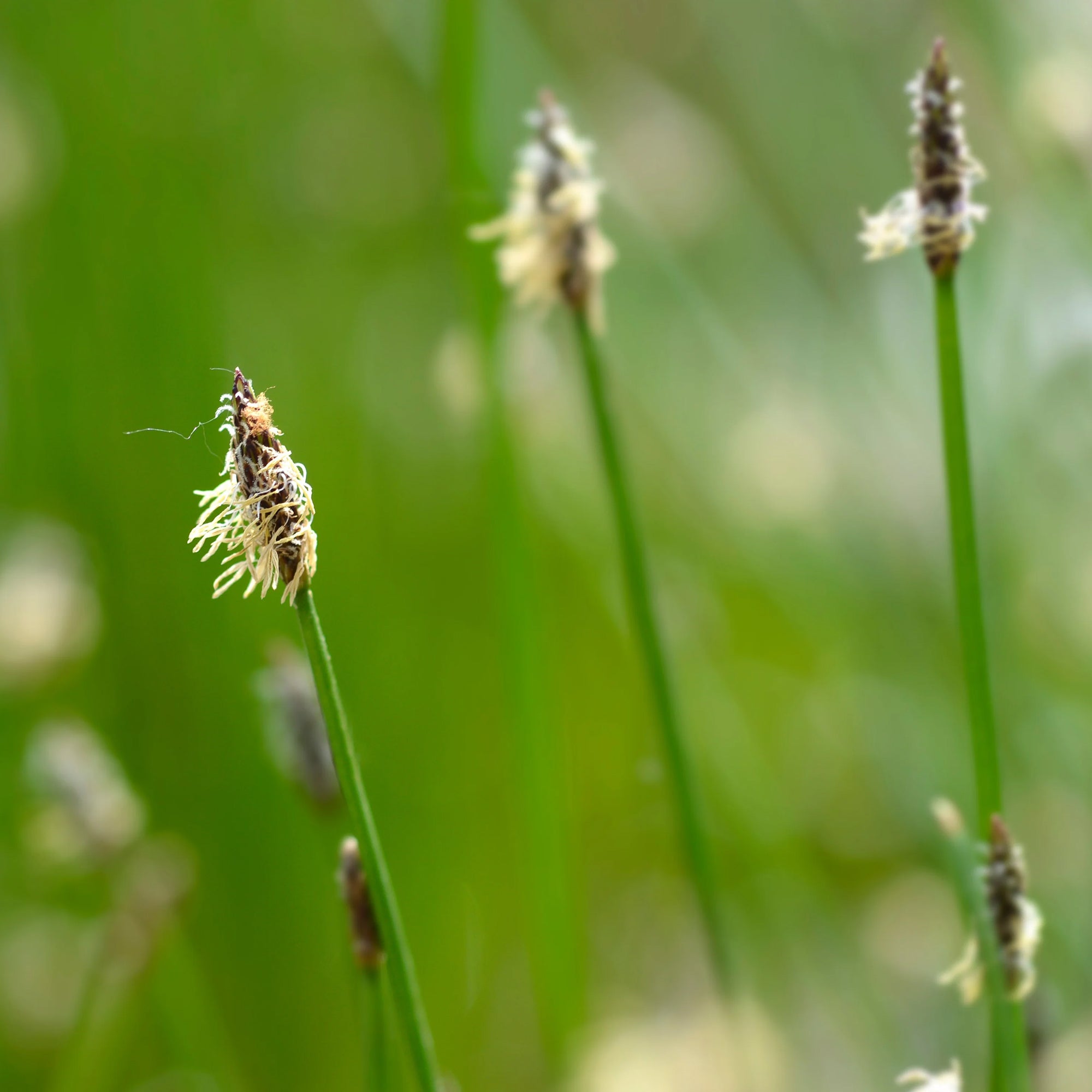 Bakker Eleocharis des marais plante de bassin pot Ø 9 cm