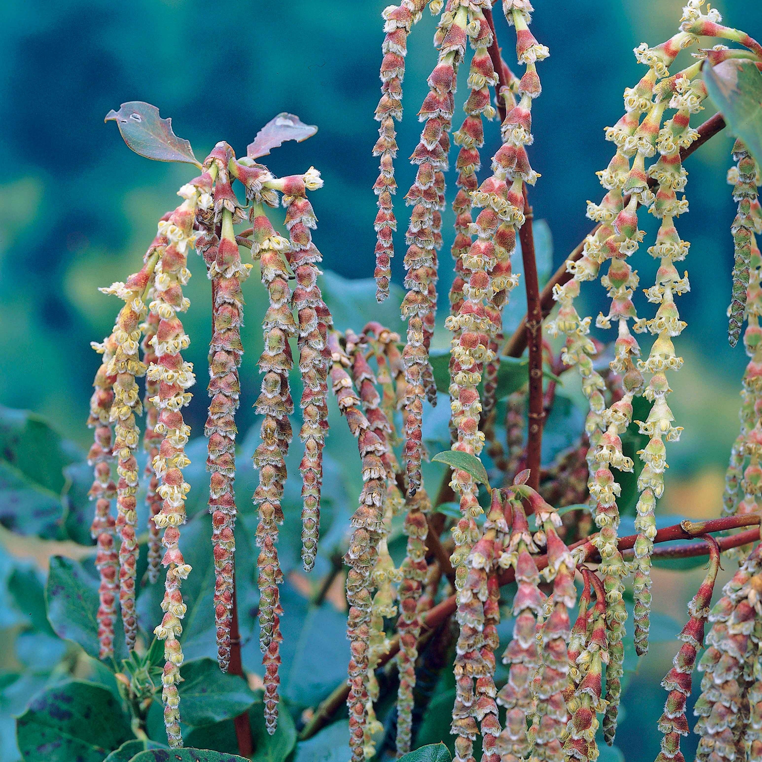 Bakker Garrya elliptica arbuste pot 2L 25-30cm floraison hiver