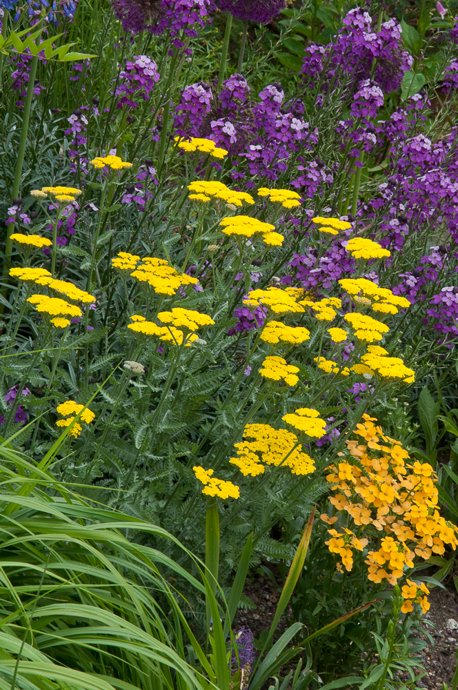 Passion Vivaces Achillea clypeolata Moonshine plante vivace jaune