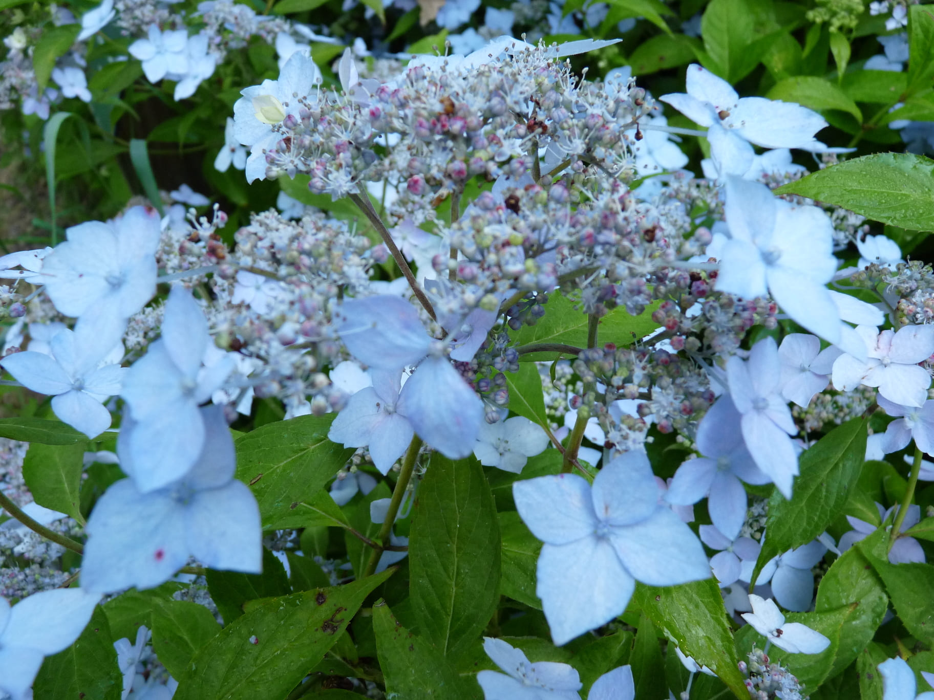 Les Hortensias du Haut Bois Wilsonii hortensia serrata mi-ombre